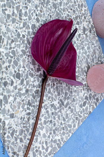 Close up of anthurium flower