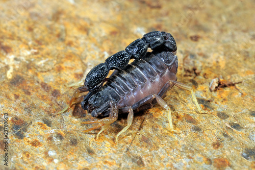 trächtiges Skorpion-Weibchen (Orthochirus innesi) - pregnant black scorpion photo