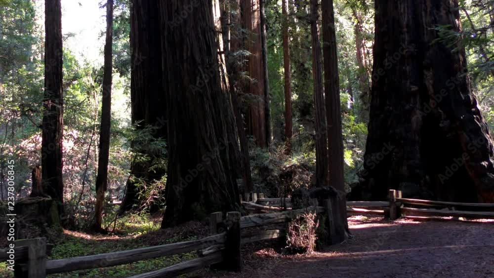 Trees in the Henry Cowell State Park, California, USA Trees in the Henry Cowell State Park, California, USA