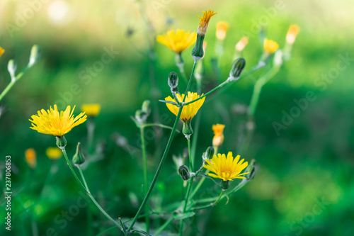 Pretty yellow flowers