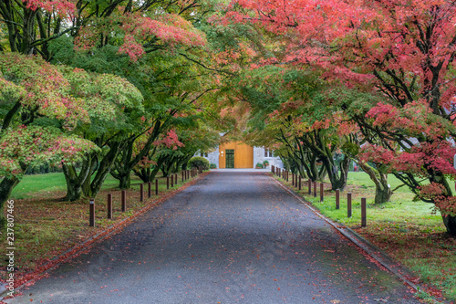 Colorful pathway with Trees