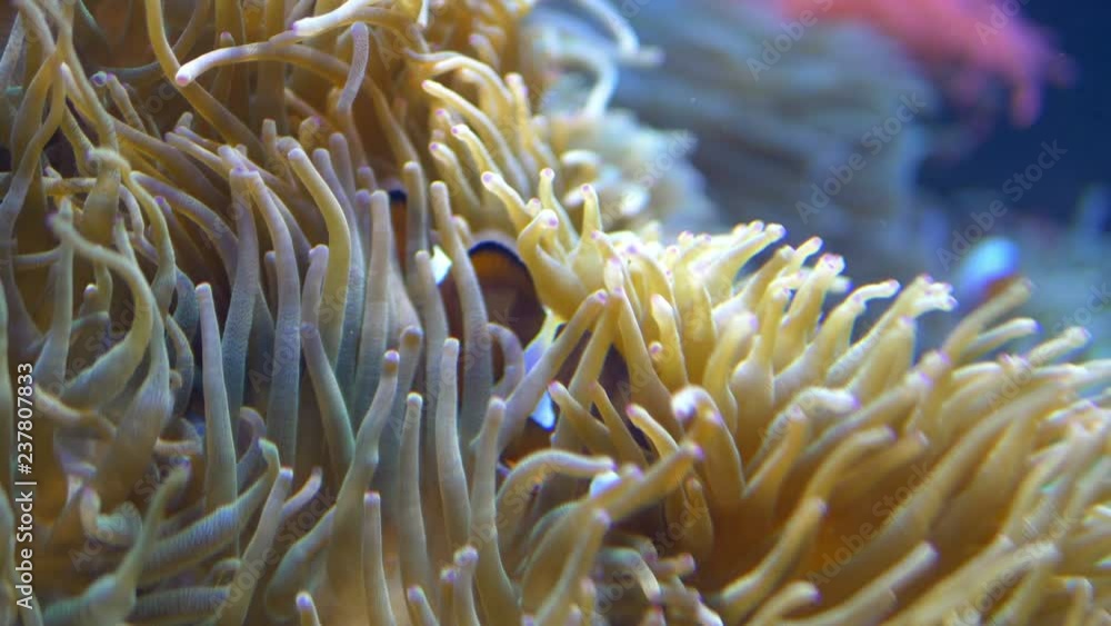 Coral reef in the sea in 4k slow motion 60fps Coral reef in the sea in 4k slow motion 60fps