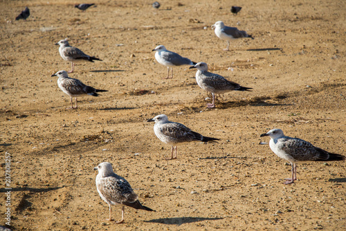 Seagulls on ground with brown soil