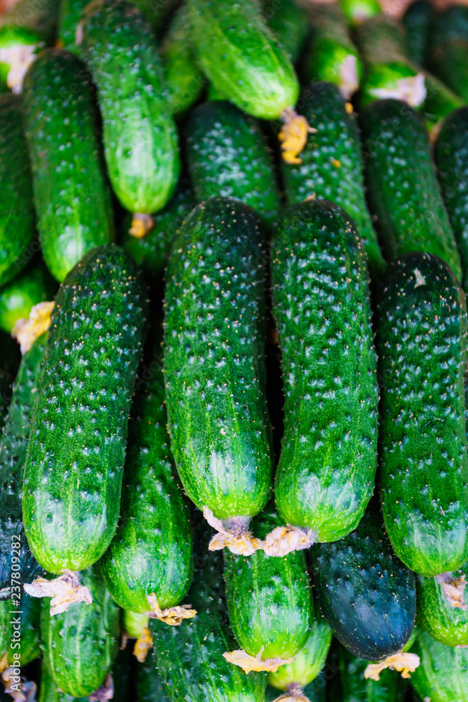 cucumbers from the field cucumbers from the field