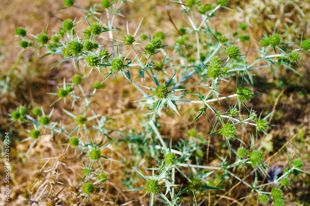 Dry prickly plant as a background Dry prickly plant as a background