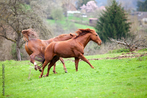 Pferd tritt aus auf der Koppel