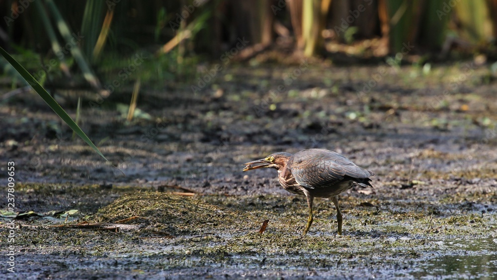 Obraz premium Green Heron