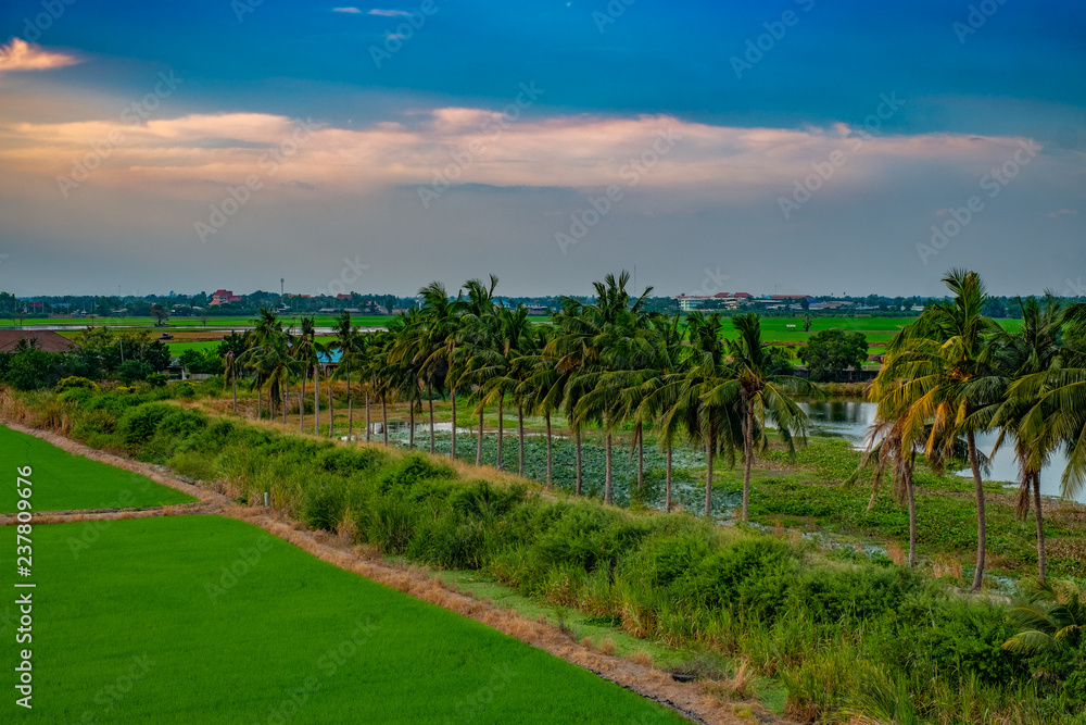 Sunset at rice field