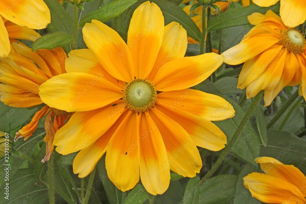 Yellow and Orange Daisy Yellow and Orange Daisy