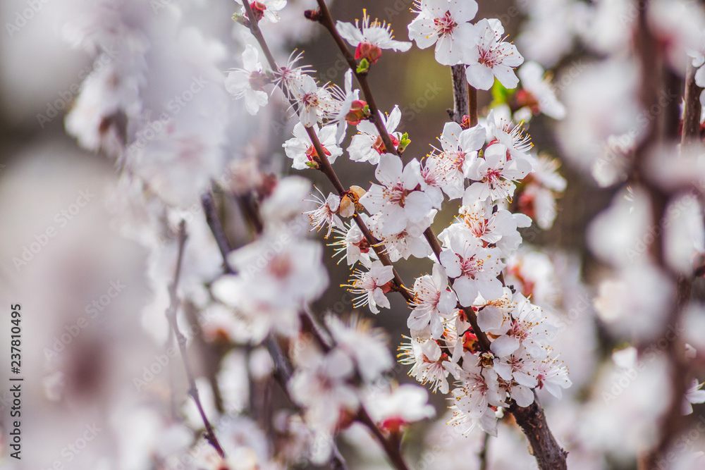 White apricot petals on green background. Apricot blossom close-up macro view. Spring nature photography White apricot petals on green background. Apricot blossom close-up macro view. Spring nature photography