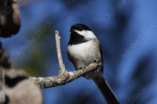 Black-capped Chickadee