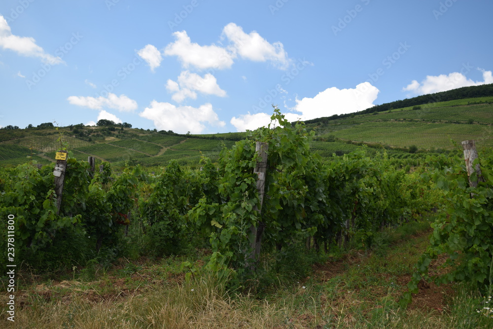 Winnice na Węgrzech latem