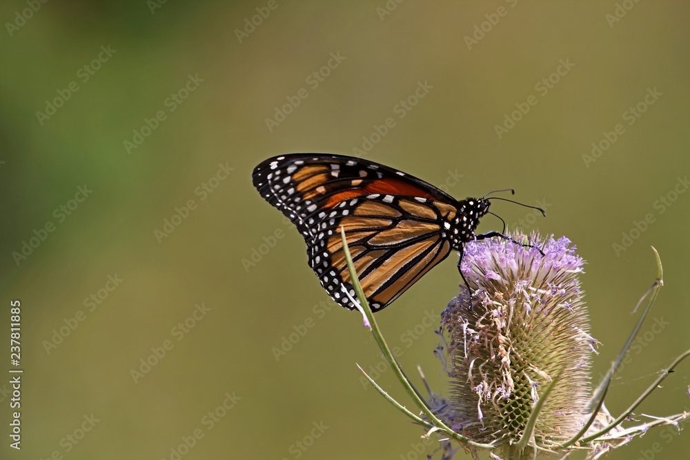 Obraz premium Butterfly