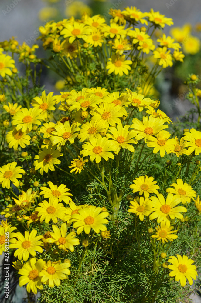 Obraz premium Wild giant coreopsis in bloom at Mugu Rock in Malibu, California 