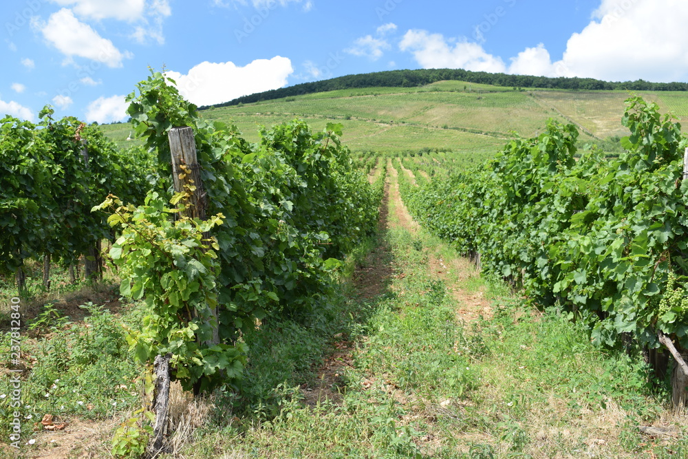 Winnice na Węgrzech
