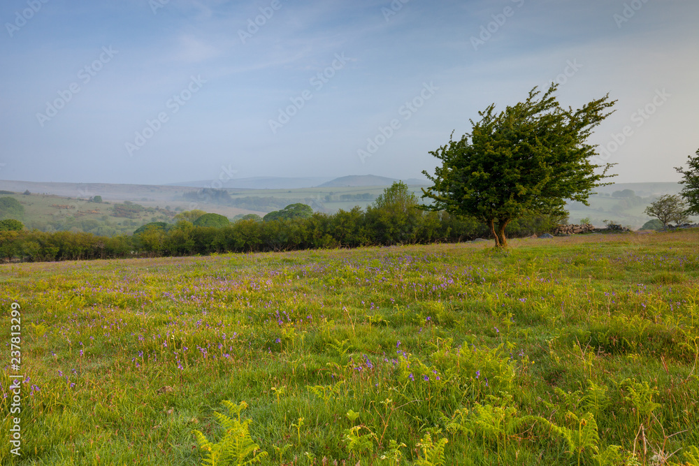 Dartmoor meadow with bluebells on a spring morning