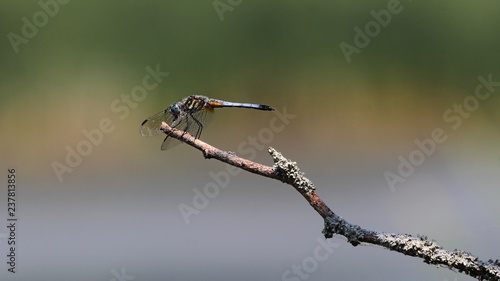 Dragonfly © Davandra