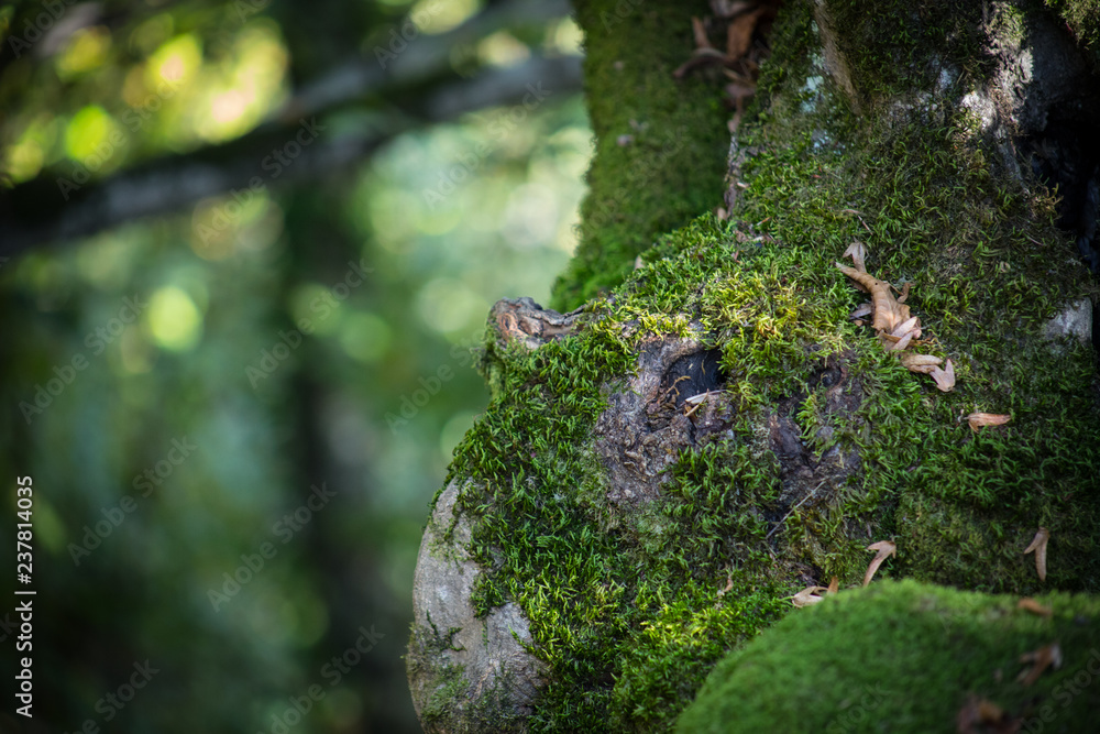 Cracked bark of the old tree overgrown with green moss in autumn forest. Selective focus. Azerbaijan Cracked bark of the old tree overgrown with green moss in autumn forest. Selective focus. Azerbaijan