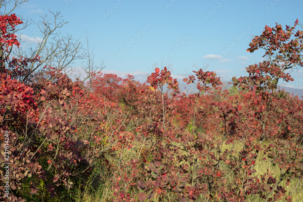 Fall scene. Beautiful Autumnal park. Leaves Forest path in autumn. Fall scene. Beautiful Autumnal park. Leaves Forest path in autumn.