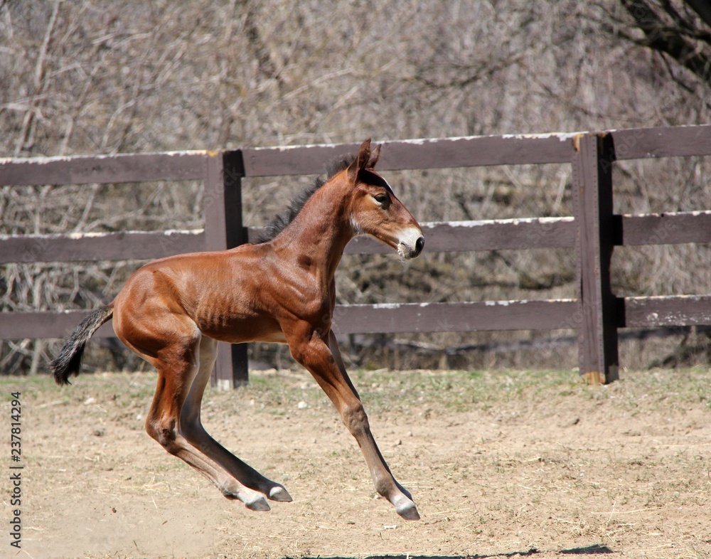 Obraz premium Young Horse