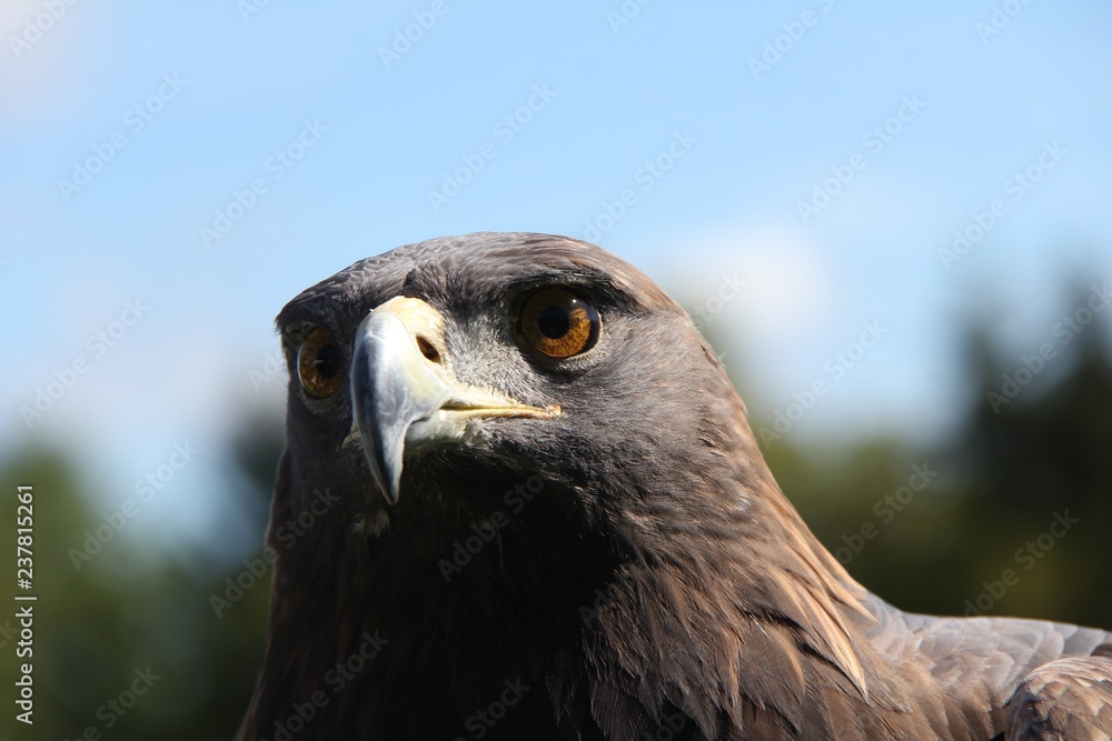 Obraz premium Golden Eagle