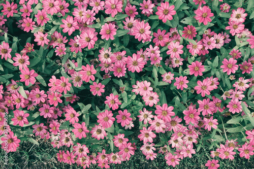 pink flowers in the garden, toned process