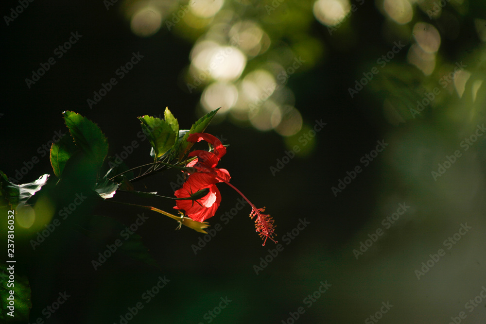 Ibisco vermelho e folhas verdes lembrando natal Ibisco vermelho e folhas verdes lembrando natal