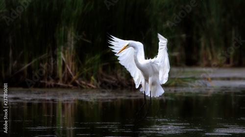 Great Egret © Davandra