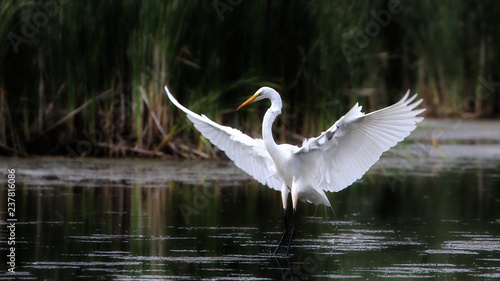 Tableau sur toile Great Egret
