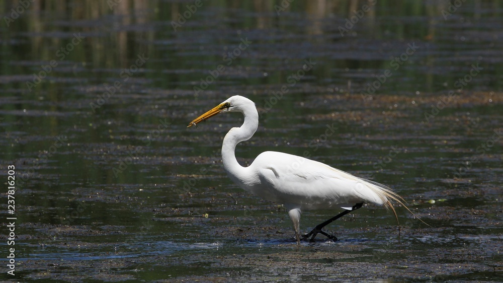 Naklejka premium Great Egret