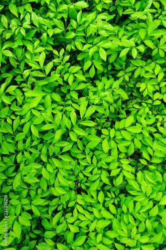 lush green leaves background