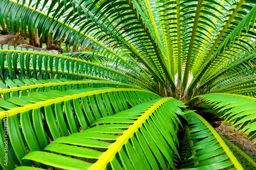 green palm leaves  thorn foliage