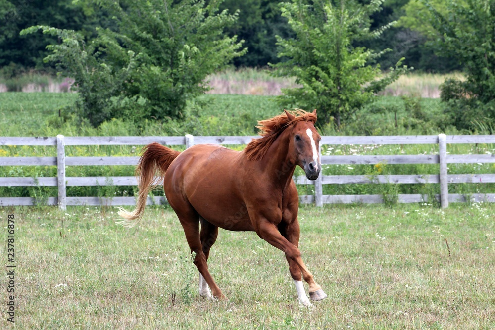 Fototapeta premium Horse