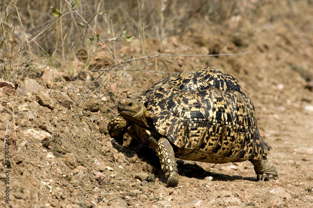 Leopard Tortoise in South Africa Leopard Tortoise in South Africa