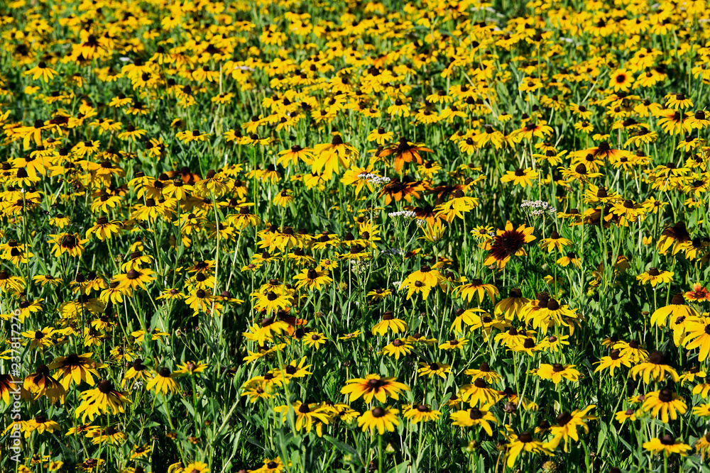 Obraz premium Field of black eyed susan wildflowers.