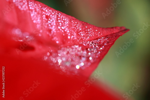 Drops on the red leaf