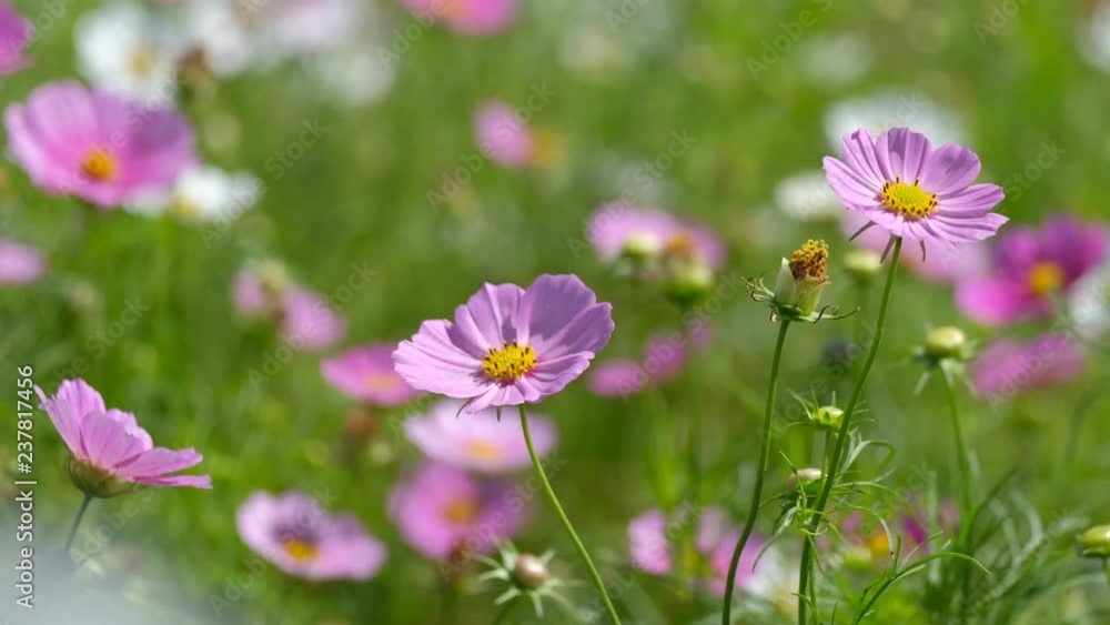 Cosmos flowers field blooming in spring season. Royalty high-quality free stock video footage of beautiful garden with white cosmos flower and pink cosmos flower in sunny day and swaying in wind Cosmos flowers field blooming in spring season. Royalty high-quality free stock video footage of beautiful garden with white cosmos flower and pink cosmos flower in sunny day and swaying in wind