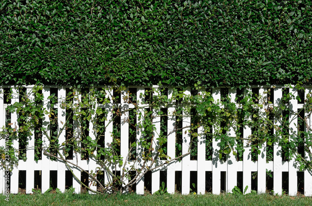 White picket fence, New England, USA.
