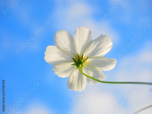 cosmos flower close up over clear sky