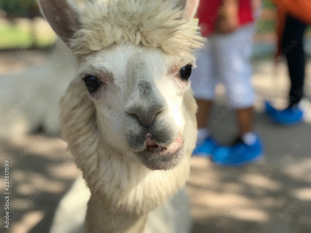Obraz premium Alpaca's smile