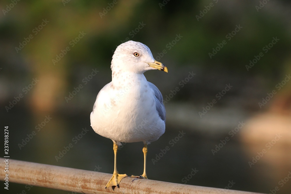 Obraz premium Ring-billed Gull (Seagull)