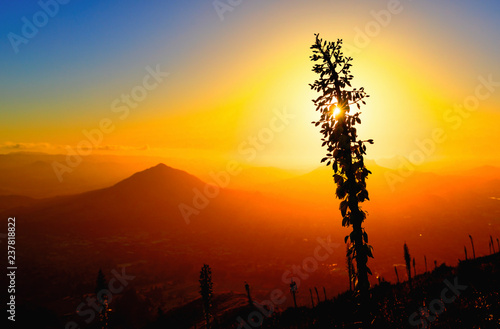 Yucca Plant at Sunset in front of Hill