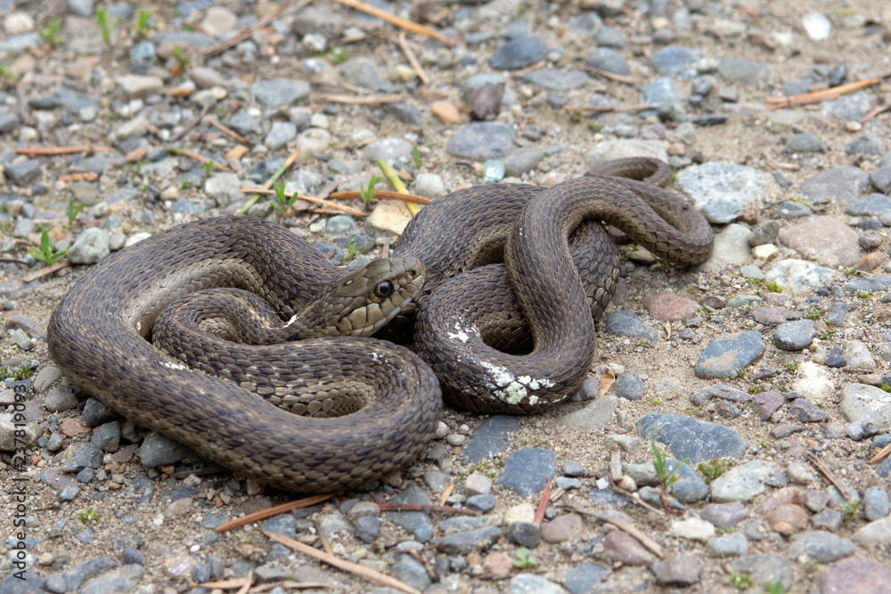 Fototapeta premium A Brown Racer snake is coiled and ready
