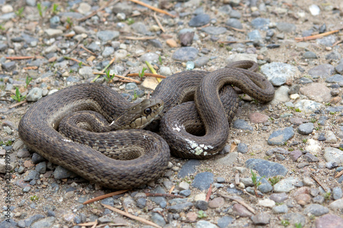 A Brown Racer snake is coiled and ready