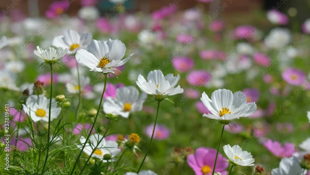 Cosmos flowers field blooming in spring season. Royalty high-quality free stock video footage of beautiful garden with white cosmos flower and pink cosmos flower in sunny day and swaying in wind Cosmos flowers field blooming in spring season. Royalty high-quality free stock video footage of beautiful garden with white cosmos flower and pink cosmos flower in sunny day and swaying in wind