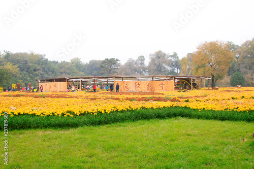 Chrysanthemum exhibition in chengde mountain resort, China