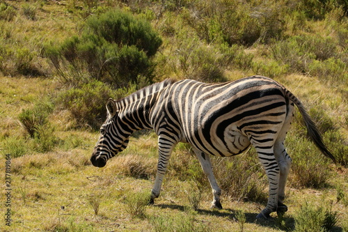 Burchell's Zebra mare heavily pregnant with large belly.