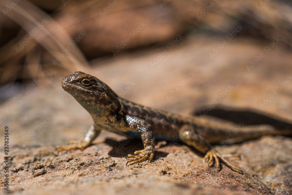 Brown scaly lizard on sandstone rock Brown scaly lizard on sandstone rock
