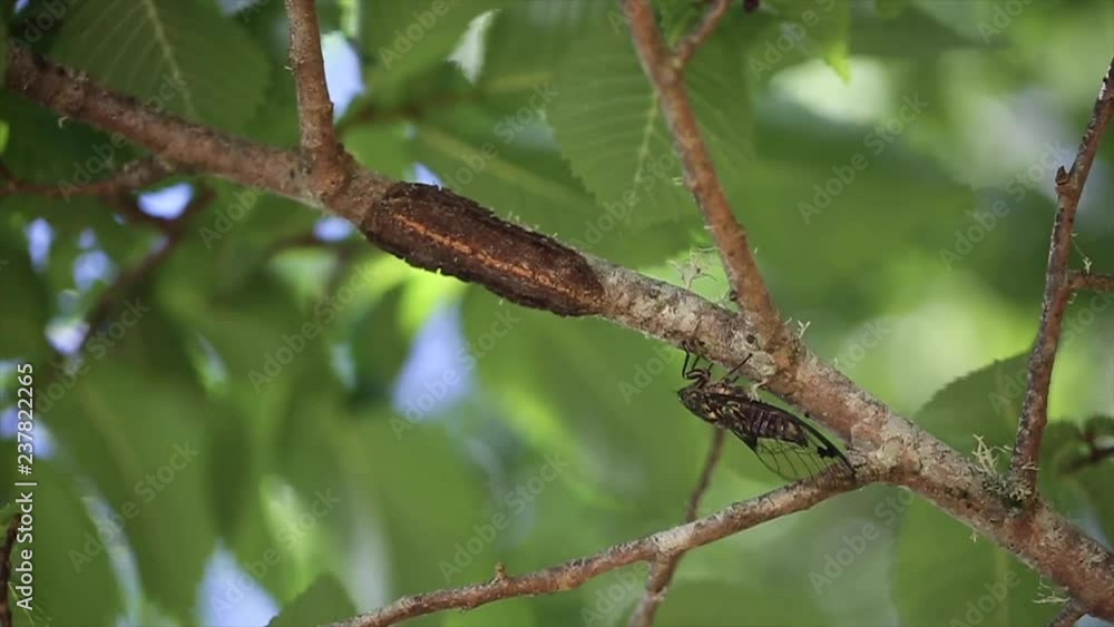 Cicada On Windy Branch Cicada On Windy Branch