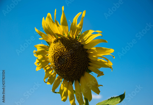 Fototapeta Naklejka Na Ścianę i Meble -  Sunflower